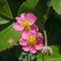 Fragaria japonica 'Pink Panda'