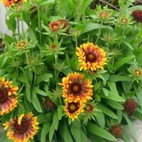 Gaillardia x grandiflora