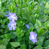 Vinca major