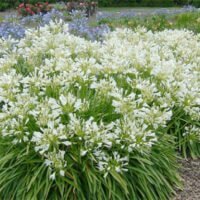 Agapanthus africanus ‘Albus’