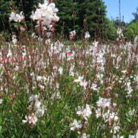 Gaura lindheimeri