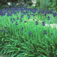 Agapanthus inapertus subsp. pendulus