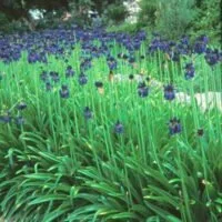 Agapanthus inapertus subsp. pendulus