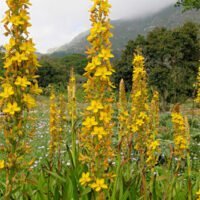 Wachendorfia thyrsiflora