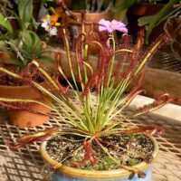 Drosera capensis