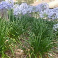 Agapanthus praecox subsp. orientalis