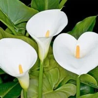 Zantedeschia aethiopica