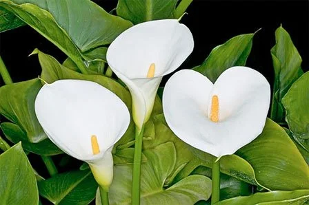 Zantedeschia aethiopica