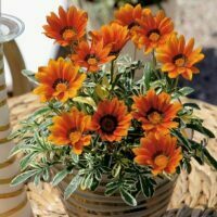 Gazania x hybrids 'Ilanga'