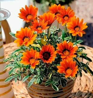 Gazania x hybrids 'Ilanga'