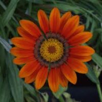 Gazania x hybrids 'Daybreak Bronze'
