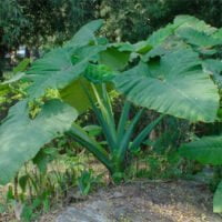 Alocasia macrorrhiza