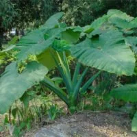 Alocasia macrorrhiza