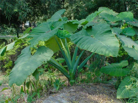 Alocasia macrorrhiza