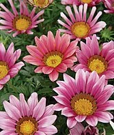 Gazania x hybrids 'Daybreak Pink'