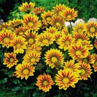 Gazania x hybrids 'Daybreak Red Stripe'
