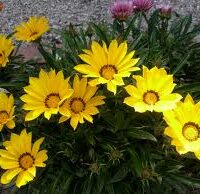 Gazania x hybrids 'Daybreak Yellow'