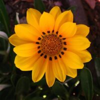 Gazania x hybrids 'Moonglow'