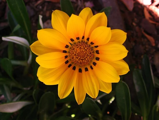 Gazania x hybrids 'Moonglow'