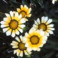 Gazania x hybrids 'New Moon'