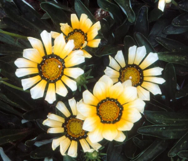 Gazania x hybrids 'New Moon'