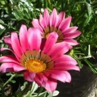Gazania x hybrids 'Pink'