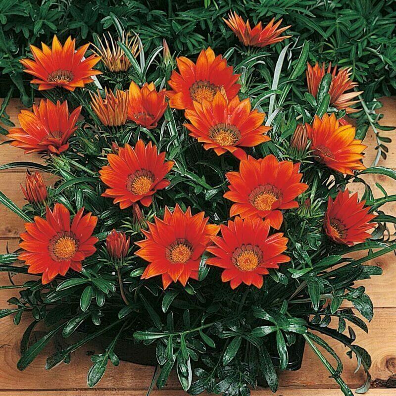 Gazania x hybrids 'Raspberry'