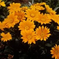 Gazania x hybrids 'Tangerine Tango'