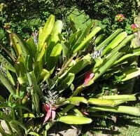 Billbergia nutans