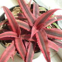 Cryptanthus spp.
