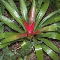Neoregelia carolinae