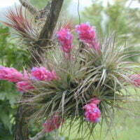 Tillandsia species