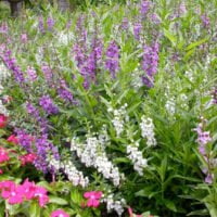 Angelonia angustifolia hybrids