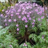 Geranium maderense (G. palmatum)