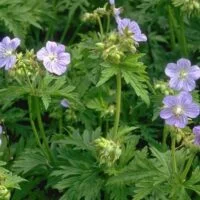 Geranium pratense