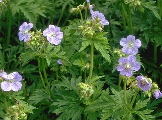 Geranium pratense