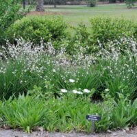 Anthericum saundersiae