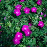 Geranium sanguineum