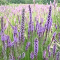 Liatris pycnostachya