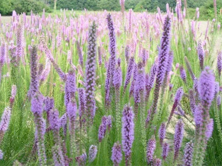 Liatris pycnostachya