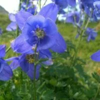 Aquilegia alpina