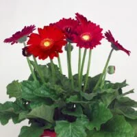 Gerbera jamesonii