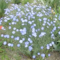 Linum perenne
