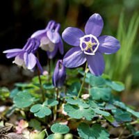 Aquilegia flabellata 'Mini Star'