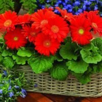 Gerbera 'Moulin Rouge'