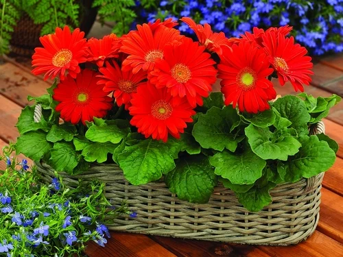 Gerbera 'Moulin Rouge'