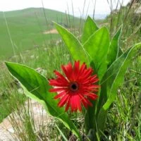 Gerbera aurantiaca