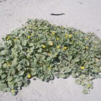 Arctotheca populifolia