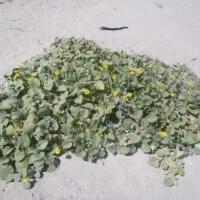 Arctotheca populifolia