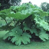 Gunnera manicata